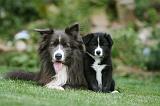 BORDER COLLIE 1232